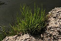 Image result for Sarcocornia perennis