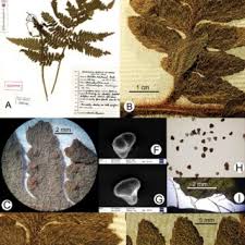 Image result for Menisorus pauciflorus