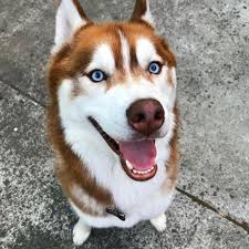That S A Beautiful Red Brown Husky With Blue Eyes Huskyphotography Husky Dogs Red Husky Husky Puppy