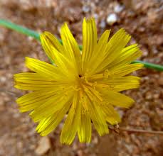 Image result for Launaea rarifolia