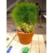 Image result for Bowiea volubilis