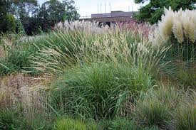 Image result for Cenchrus macrourus