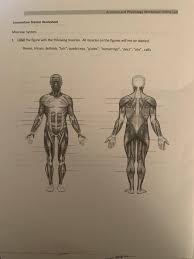 5 key to colors blue: Solved Anatomy And Physiolosy Worksheet Online Lab Locomo Chegg Com