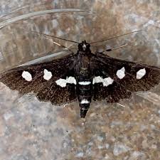 Image result for Disperis sp. nov. aff. macowanii