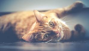Meaning of the cat in dreams. Biblical Meaning Of Cats In Dreams Interpretation And Meaning