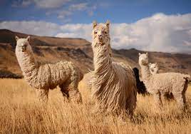 There are two breeds of alpaca: Textile Exchange Develops Responsible Alpaca Standard Materials Production News News