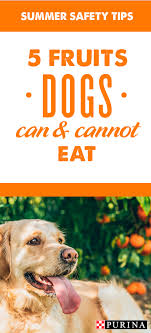 Can Pets Eat Fruits And Berries Purinaa S Expert Veterinarians Offer Insight Into Pros And Cons Of Feeding Popular Summe Pet Hacks Fruits For Dogs Dog Health