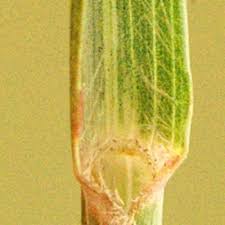 Image result for Eragrostis inamoena