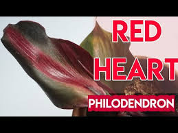 Red Heart Philodendron Youtube