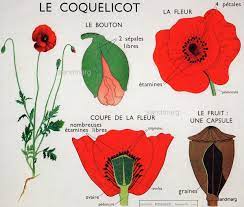 rossignol montmorillon le coquelicot affiche flower prints art red poppies botanical illustration coloriage fleur et papillon