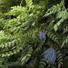 Image result for Psychotria mahonii