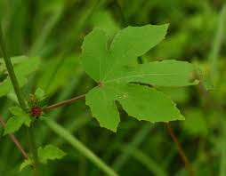 Image result for Hibiscus nigricaulis