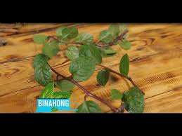 Daun kelor juga bisa menjadi pelembab alami, memiliki kegunaan untuk mengangkat sel kulit mati dan membersihkan kulit. Cara Mengelola Daun Binahong Agar Mujarab Youtube