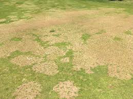 Image result for Kyllinga buchananii