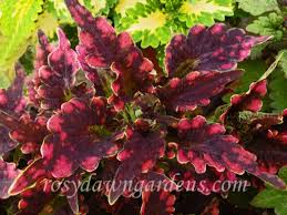 Image result for Coleus buchananii
