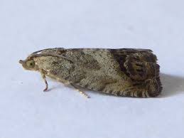 Image result for Cydia splendana