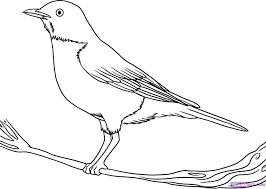 How To Draw A Robin Step 6 Bird Drawings Bird Outline Bird Coloring Pages