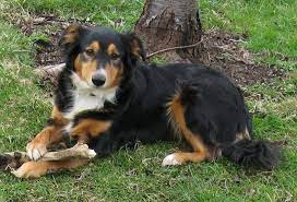 English Shepherd The Most Wonderful Breed English Shepherd Dog Breeds Farm Dogs