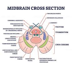 Image result for Midbrain