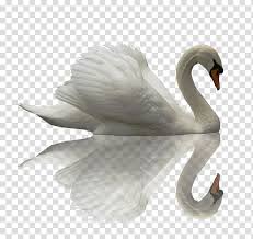 White Swan Black Swan Chinese Dragon Cygnini Beautiful Swan Transparent Background Png Clipart Hiclipart In this page you can download free png images: white swan black swan chinese dragon