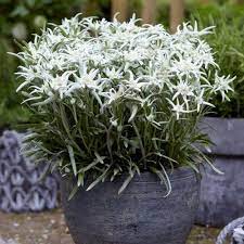 White Edelweiss Plants For Sale Blossom Of The Snow Easy To Grow Bulbs