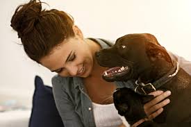 Our furry friends aren't just, well, friends. Dog Insurance Pet Insurance For Dogs Medibank