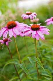 The two basic tricks are to pick plants that are suited to your site and allow them time to become established. Easy To Grow Perennials For Beginners Better Homes Gardens