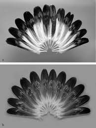 Download eagle feather images and photos. Thinking About Feathers Adaptations Of Golden Eagle Rectrices