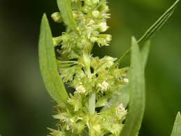 Image result for Rumex