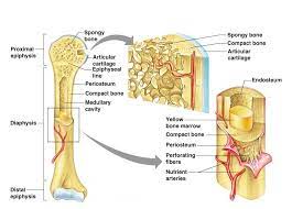 Skeletal diagrams are tools used by students to learn and study all 206 bones this number can vary from person to person of the human body. Gross Anatomy Of The Typical Long Bone Structure And Functions Of Bones Online Science Notes Gross Anatomy Science Notes Online Science