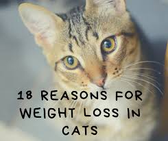 18 Reasons For Weight Loss In Cats Pethelpful