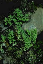 Image result for Anogramma leptophylla