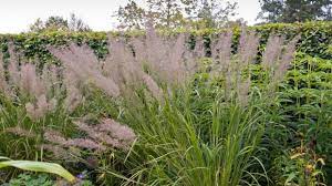Gräser für den garten sind aber nicht nur etwas für romantiker. Die 10 Imposantesten Graser Im Garten Garten Diybook At