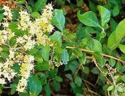 Kandungan zat yang terdapat di dalam daun binahong secara efektif anda dapat mengatasi batuk dengan meminum air rebusan daun binahong. Jual Jual Daun Pacar Kuku Segar Lawsonia Inermis Daun Inai Inae Ineng Bunga Jari Di Lapak Nikida Store Bukalapak
