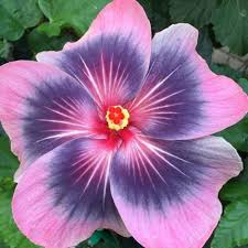 Image result for Hibiscus meyeri