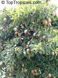 The fruit are a little like a tropical pear in taste, sweet with some grittiness (absent in some varieties). Manilkara Zapota Manilkara Achras Achras Sapota Sapodilla Ciku Naseberry Nispero Sapote Brown Sugar Fruit Toptropicals Com