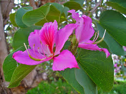 Image result for Bauhinia variegata