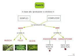 Ciao, ripassiamo e approfondiamo il mondo delle piante con rino. Paradiso Delle Mappe Piante Semplici E Complesse Schema Lezioni Di Scienze Istruzione Elementare Scienza