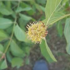 Image result for Mitragyna stipulosa