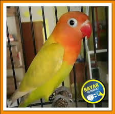 We did not find results for: Bayar Ditempat Lovebird Burung Paskun Paud Anakan Khusus Grab Dan Gojek Pengiriman Jakarta Lazada Indonesia