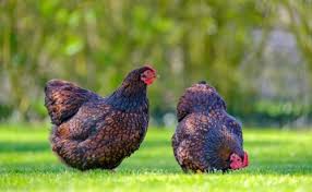We did not find results for: Considering Wyandotte Chickens The 13 Things You Must Know First The Featherbrain