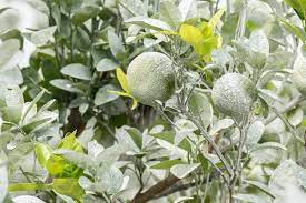 You just need to be careful about how much you use and when you apply it. What Garden Plants Need Lime And What Doesn T