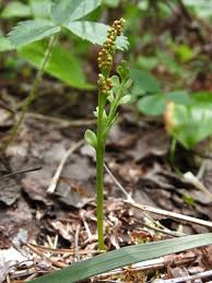 Image result for Ophioglossaceae