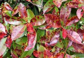 Several species of photinia are susceptible including the commonly grown photinia x fraseri or red plant photinia in full sun and provide good air circulation. Redtip Photinia