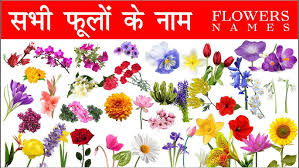 We did not find results for: Flowers Name In Hindi English With Pictures Phoolon Ke Naam English Aur Hindi Mein Youtube