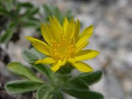 Image result for Mostuea brunonis