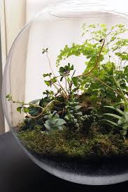 Indoor Gardening At Its Finest Fishbowl Terrarium Plants Indoor Garden Mini Garden