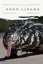 Black And White Tegu Lizard For Sale Tegu Lizard Price Things To Consider Before Buying Tegu Lizard Tegu Lizard