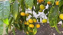Kaffir limes, also known as makrut lime, are great for cooking, and they're easy to grow indoors. Fruit Tree Wikipedia