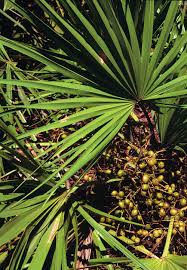 Used a topical dht blocker. Saw Palmetto For Hair Loss Nowiamnappy